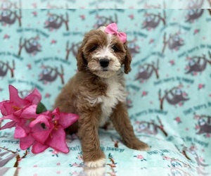 Cock-A-Poo Puppy for sale in LAKELAND, FL, USA
