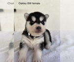 Small Photo #3 Siberian Husky Puppy For Sale in FRESNO, CA, USA