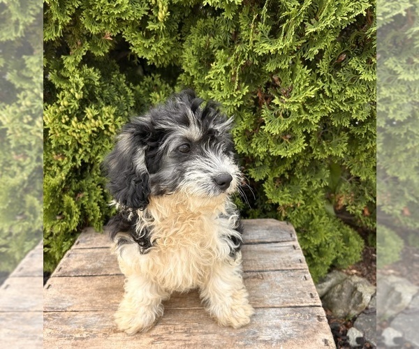 Medium Photo #5 Poo-Ton Puppy For Sale in MIDDLEBURY, IN, USA