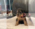 Small Photo #2 Welsh Terrier Puppy For Sale in BLUE RIDGE, GA, USA