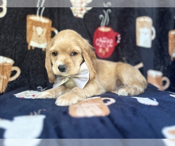 Medium Photo #5 Cocker Spaniel Puppy For Sale in LAKELAND, FL, USA