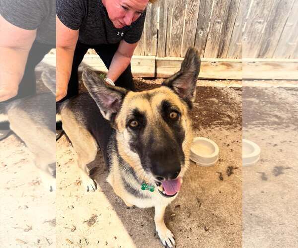 Medium Photo #2 Mutt Puppy For Sale in Houston, TX, USA