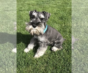Schnauzer (Miniature) Puppy for Sale in CROMWELL, Connecticut USA