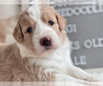 Puppy Gigi Aussiedoodle