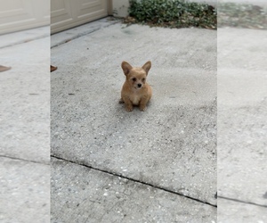 Dachshund Puppy for sale in APOLLO BEACH, FL, USA