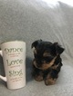 Small Photo #2 Yorkshire Terrier Puppy For Sale in PR DU CHIEN, WI, USA