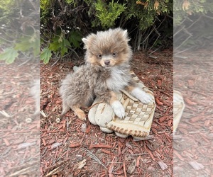 Pomeranian Puppy for sale in MIDDLEBURY, IN, USA