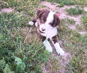 Border Collie Puppy for sale in SACRAMENTO, CA, USA