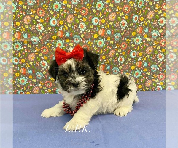 Medium Photo #1 Morkie Puppy For Sale in WINNSBORO, LA, USA