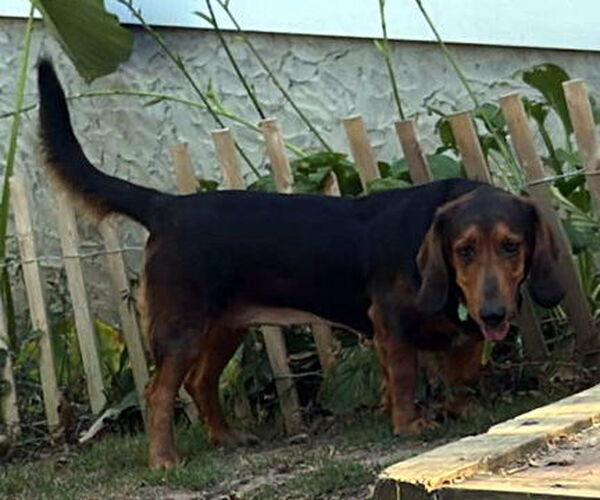 Medium Photo #6 Bagle Hound Puppy For Sale in Deepwater, NJ, USA