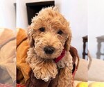 Puppy XXXXXX Miniature Labradoodle