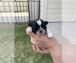 Small Photo #10 Shih Tzu Puppy For Sale in PFLUGERVILLE, TX, USA