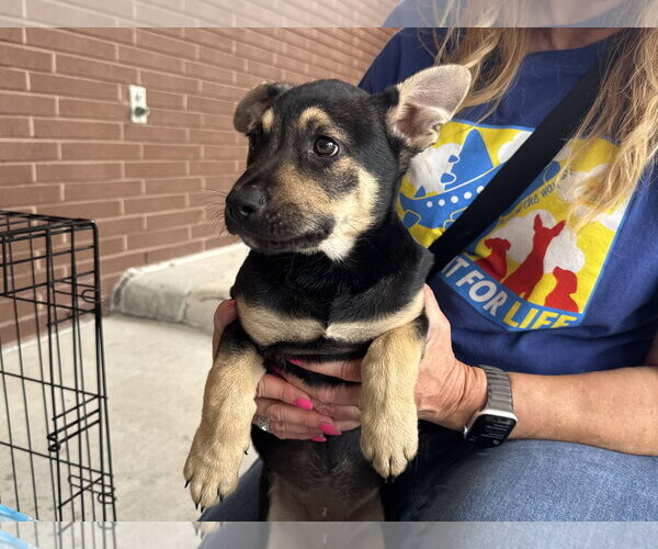 Medium Photo #3 Labrador Retriever-Unknown Mix Puppy For Sale in The Woodlands, TX, USA