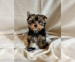 Yorkshire Terrier Puppy for sale in BIG LAKE, MN, USA
