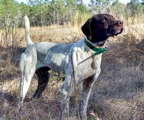 Father of the German Shorthaired Pointer puppies born on 07/02/2016