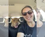 Small #4 American Pit Bull Terrier Mix