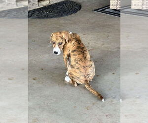 Beagle-Unknown Mix Dogs for adoption in FRAMINGHAM, MA, USA