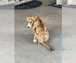 Small Beagle Mix