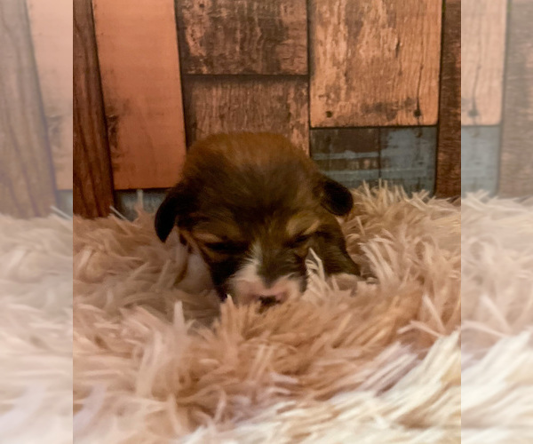 Medium Photo #4 Pembroke Welsh Corgi Puppy For Sale in DERIDDER, LA, USA