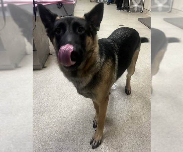 Medium Photo #2 German Shepherd Dog Puppy For Sale in Riverside, CA, USA