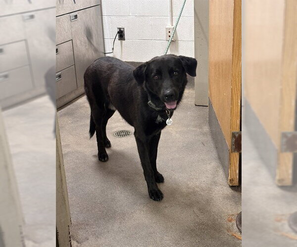 Medium Photo #1 Shepradors Puppy For Sale in Forestville, MD, USA