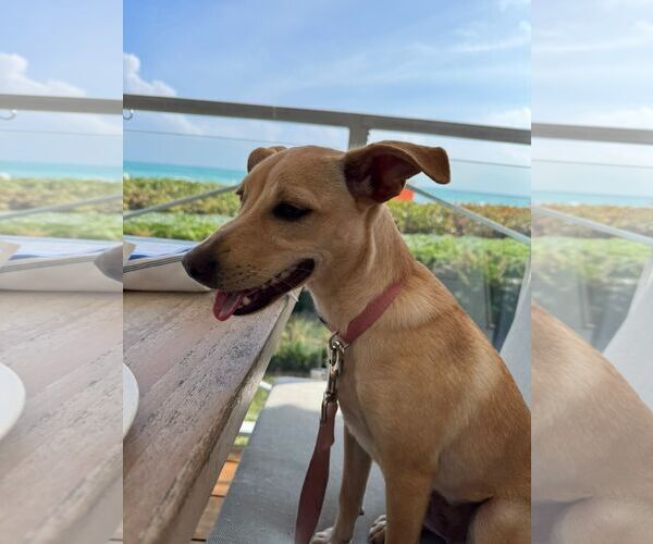 Medium Photo #4 Mutt Puppy For Sale in miami, FL, USA