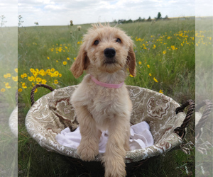 Goldendoodle Puppy for sale in PEYTON, CO, USA