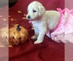 Small Photo #18 Goldendoodle Puppy For Sale in N HIGHLANDS, CA, USA