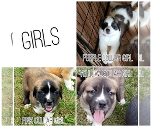 Saint Bernard-Siberian Husky Mix Puppy for sale in ONONDAGA, MI, USA