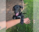 Small #1 Mutt