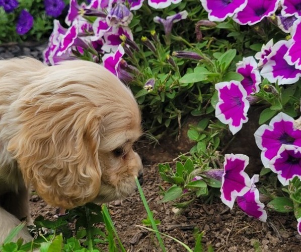 Medium Photo #4 Cocker Spaniel Puppy For Sale in WITHEE, WI, USA