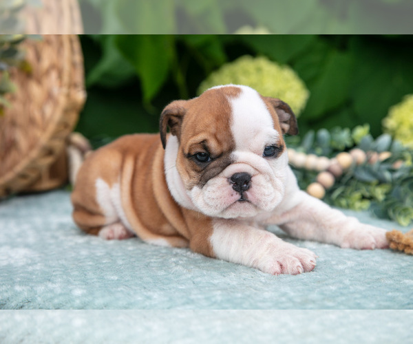Medium Photo #3 English Bulldog Puppy For Sale in MILLERSBURG, OH, USA