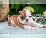 Small Photo #14 English Bulldog Puppy For Sale in MILLERSBURG, OH, USA