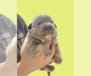 Mutt Dogs for adoption in Rockville, MD, USA