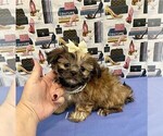 Image preview for Ad Listing. Nickname: Tiny Allison
