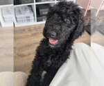 Small Labrador Retriever Mix