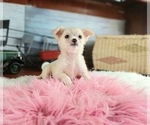 Small #1 Chihuahua
