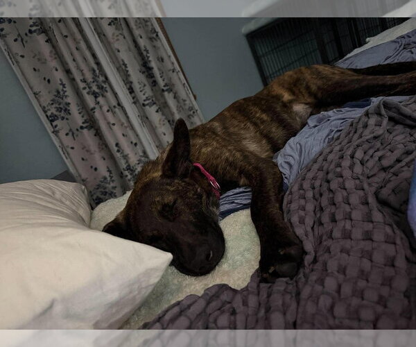 Medium Photo #2 Holland Shepherd-Unknown Mix Puppy For Sale in Imlay City, MI, USA