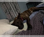 Small #1 Holland Shepherd Mix