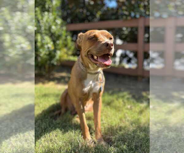 Medium Photo #2 Mutt Puppy For Sale in Greenville, SC, USA