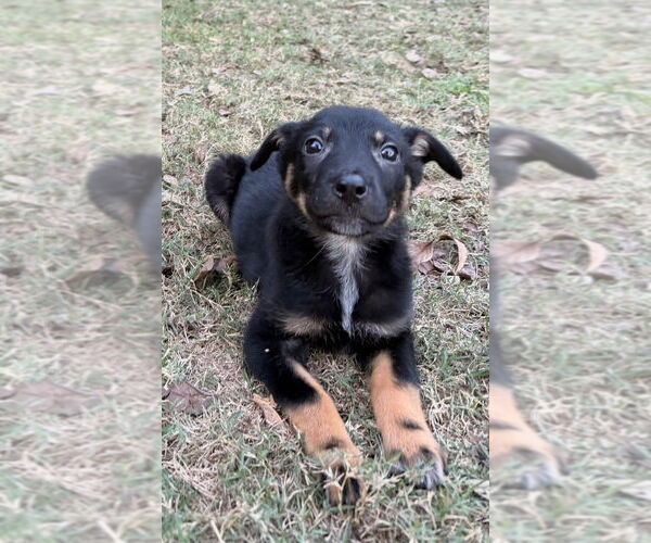 Medium Photo #3 German Shepherd Dog-Unknown Mix Puppy For Sale in Oak Bluffs, MA, USA