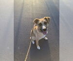 Small #9 Mutt