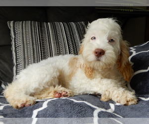 Cockapoo (Miniature) Puppy for Sale in WOOSTER, Ohio USA