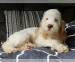 Image preview for Ad Listing. Nickname: Maci