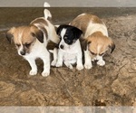 Small Jack Russell Terrier-Maltipoo Mix