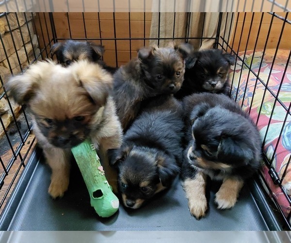 Medium Photo #8 Yoranian Puppy For Sale in MORROW, OH, USA