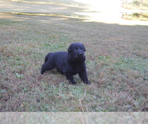 German Shepherd Dog Puppy for sale in POWDER SPRINGS, GA, USA