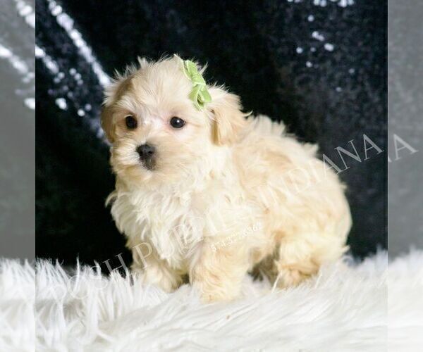 Medium Photo #39 Maltipoo (Miniature) Puppy For Sale in WARSAW, IN, USA