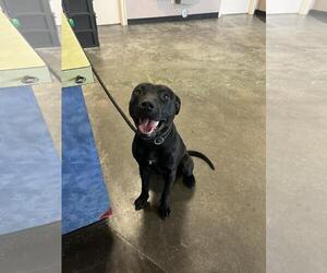 American Pit Bull Terrier-Labrador Retriever Mix Dogs for adoption in Rockwall, TX, USA