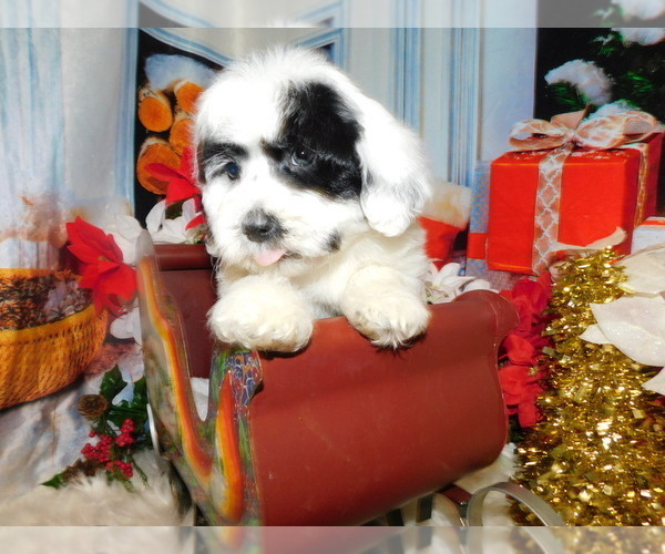 Medium Photo #5 Havanese Puppy For Sale in HAMMOND, IN, USA